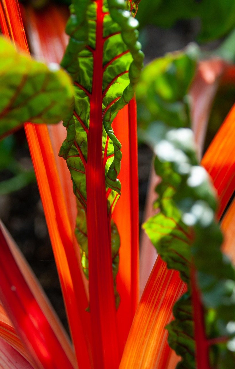 Swiss Chard: The Colorful Powerhouse (image credits: pixabay)
