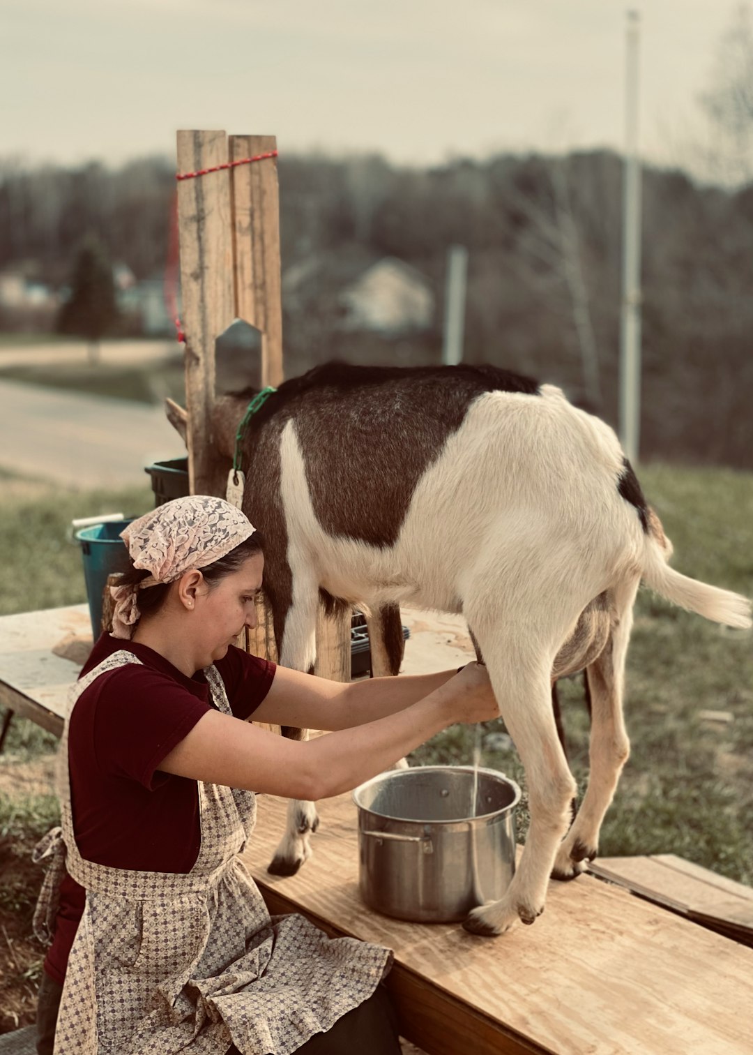 Raw Goat Milk: Nature's Perfect Probiotic Delivery System (image credits: unsplash)