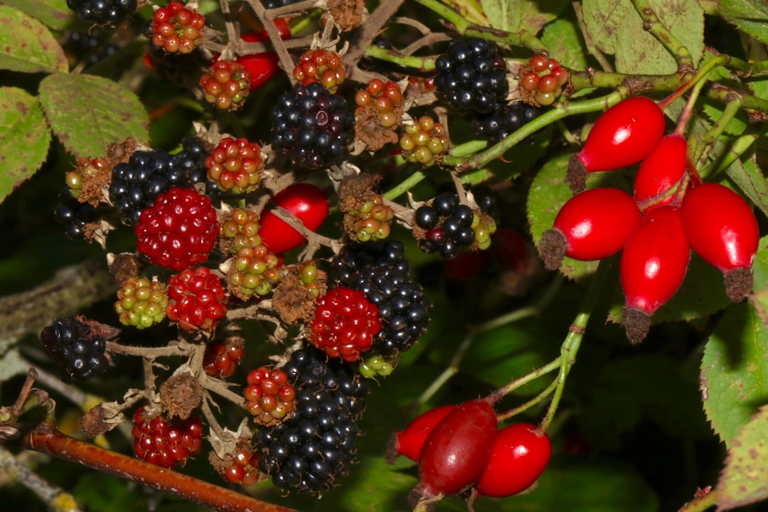 Spelt Berries and Their Storage Paradox (image credits: unsplash)