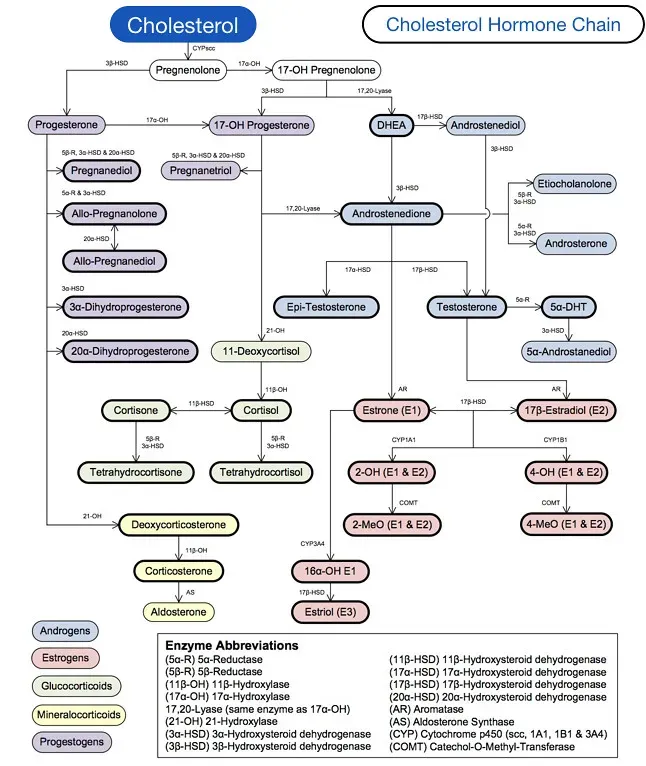 Hormones Depend on Fats as Building Blocks (Image Credits: Flickr)