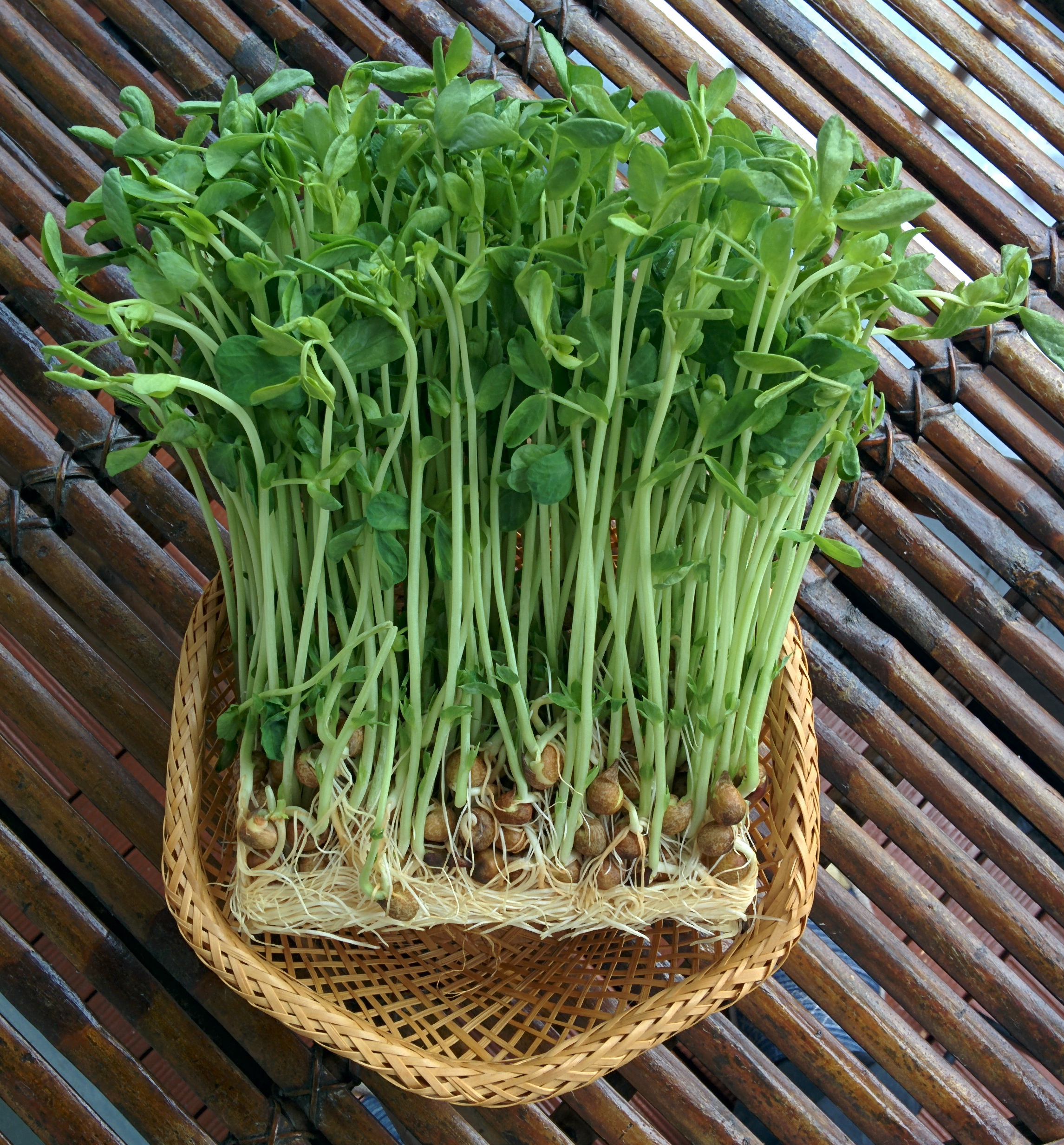 The Science Behind the Small Leaves (Image Credits: Wikimedia)