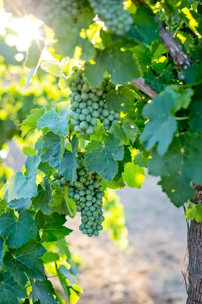 The Grapevines That Came Back Changed (Image Credits: Pixabay)