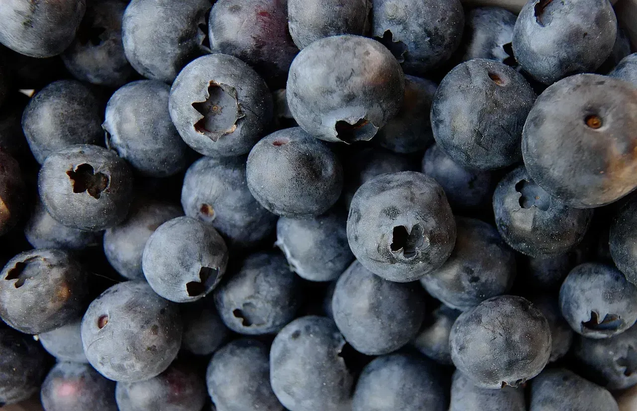 8. Blueberries (Image Credits: Pixabay)