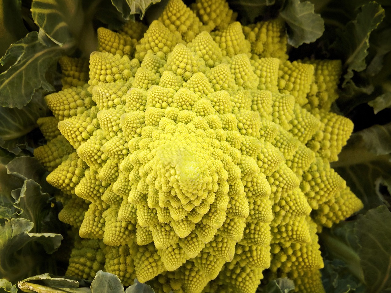 Romanesco: Nature's Fractal Marvel (image credits: pixabay)