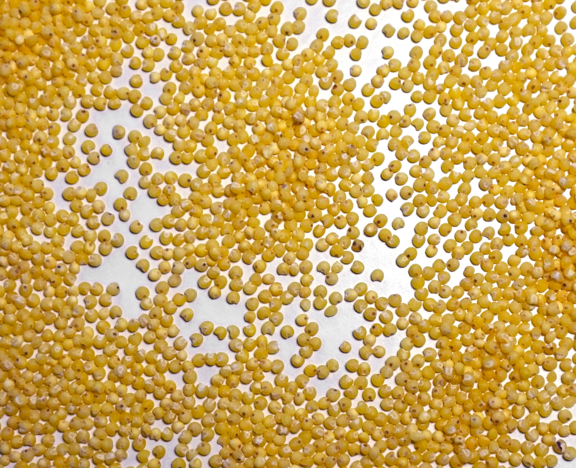 Millet: The Drought-Resistant Powerhouse (image credits: By Tiia Monto, CC BY-SA 4.0, https://commons.wikimedia.org/w/index.php?curid=47336417)