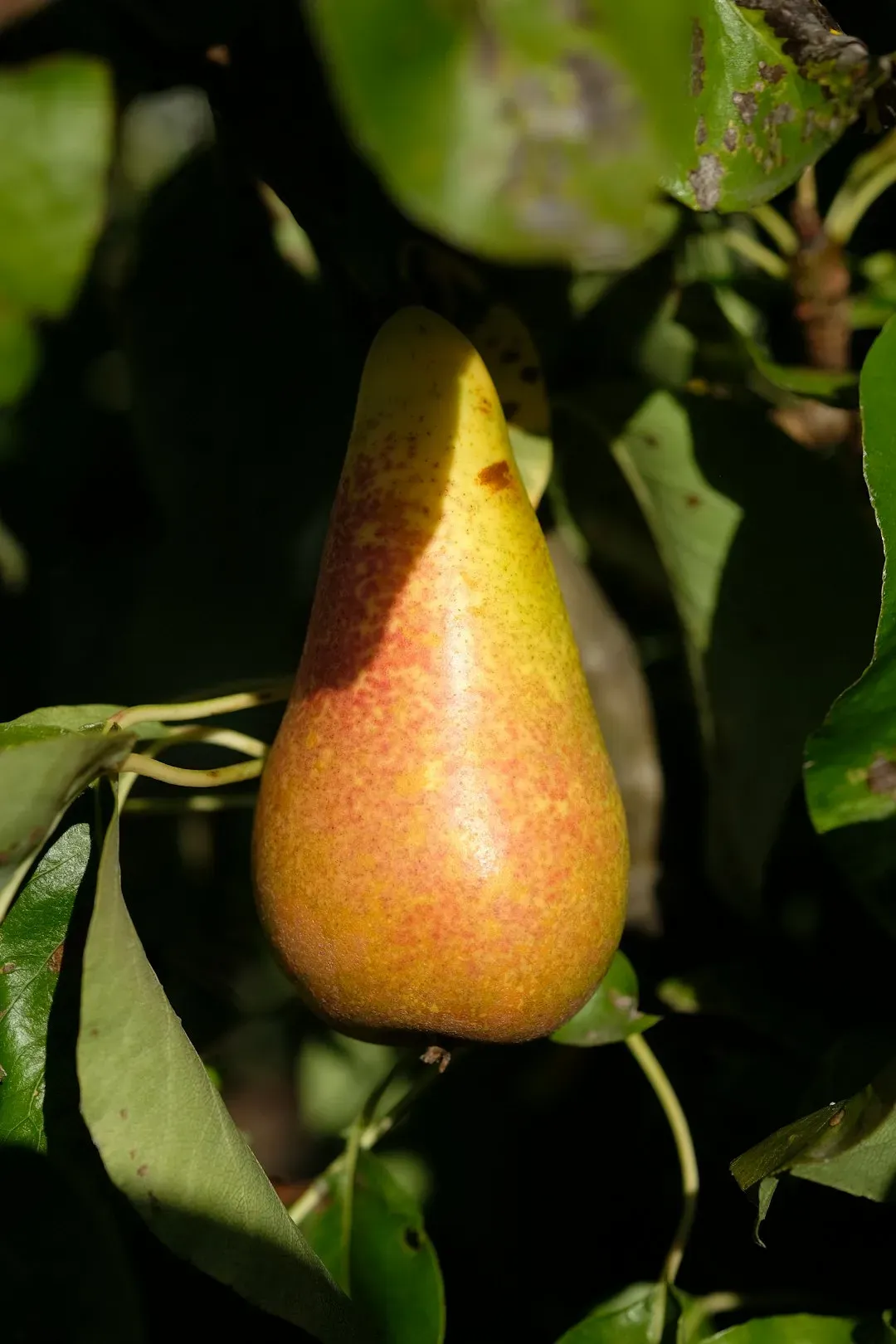Pears Come in Eighth (Image Credits: Unsplash)
