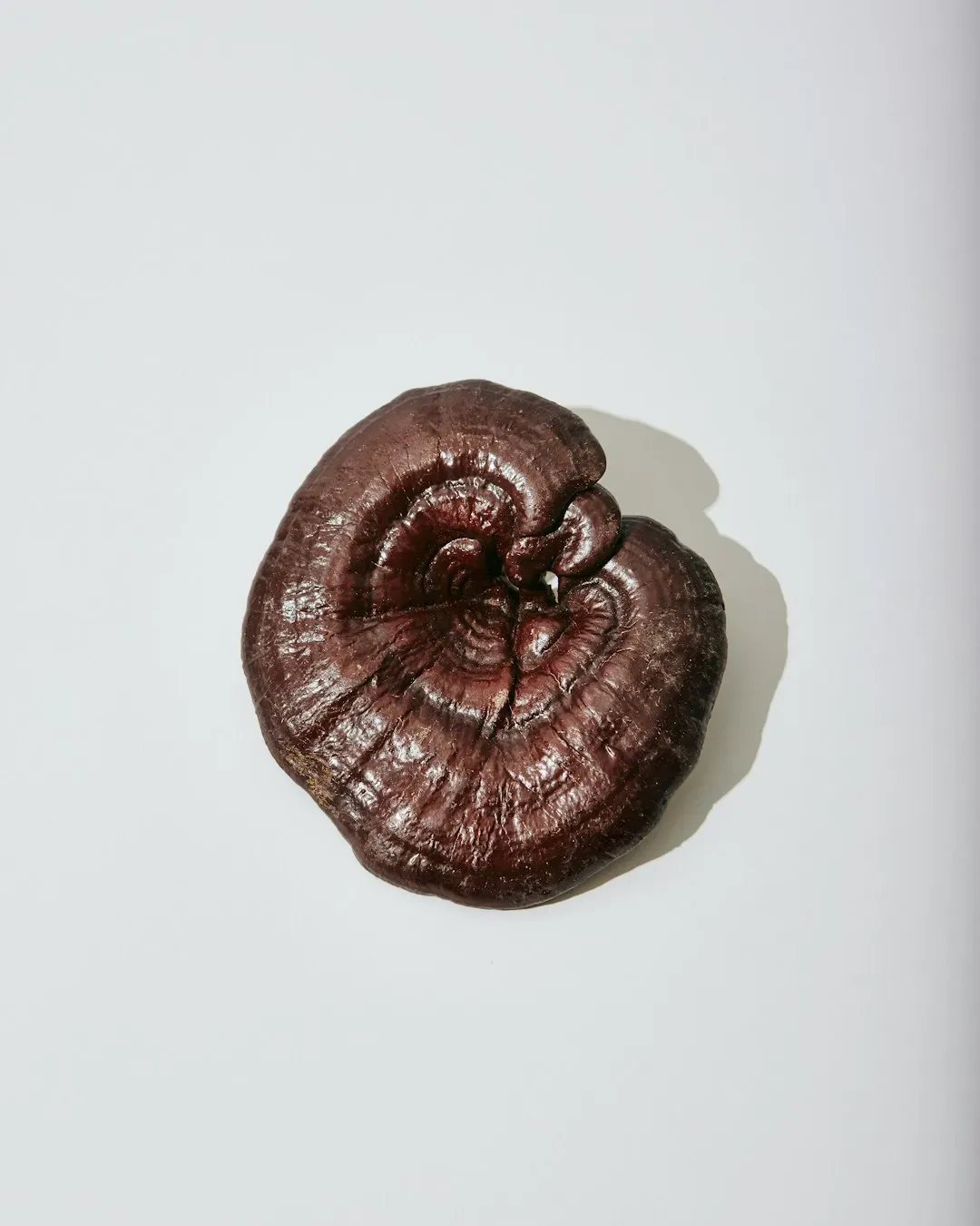 Scorpio: Mushroom Adaptogens for Transformation (Image Credits: Unsplash)