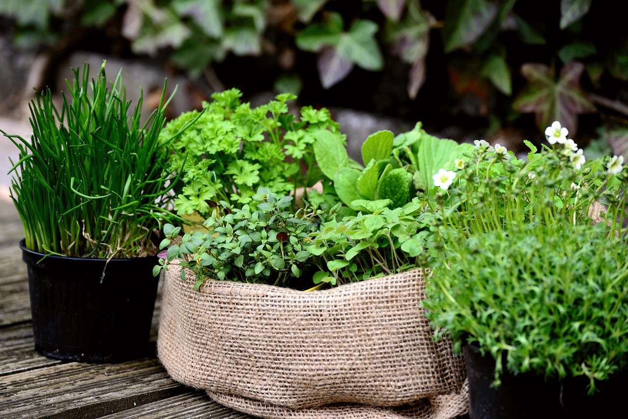 The Flavor of Fresh Herbs (image credits: pixabay)