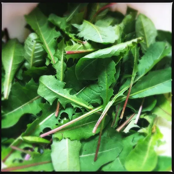 Dandelion Greens and Wild Foraged Foods (Image Credits: Flickr)