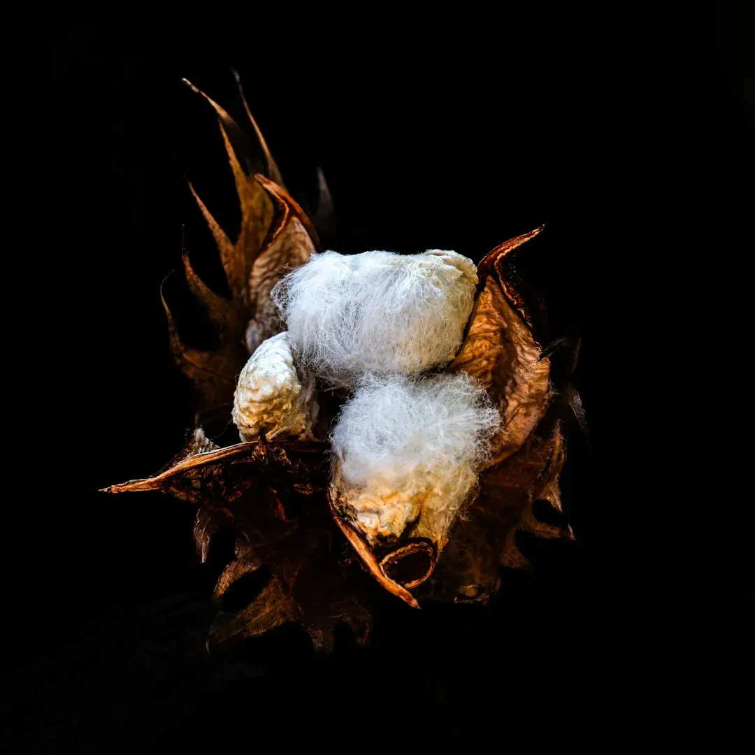 5. Cottonseed Oil: The Industrial Relic Still Hiding in Your Food (Image Credits: Unsplash)