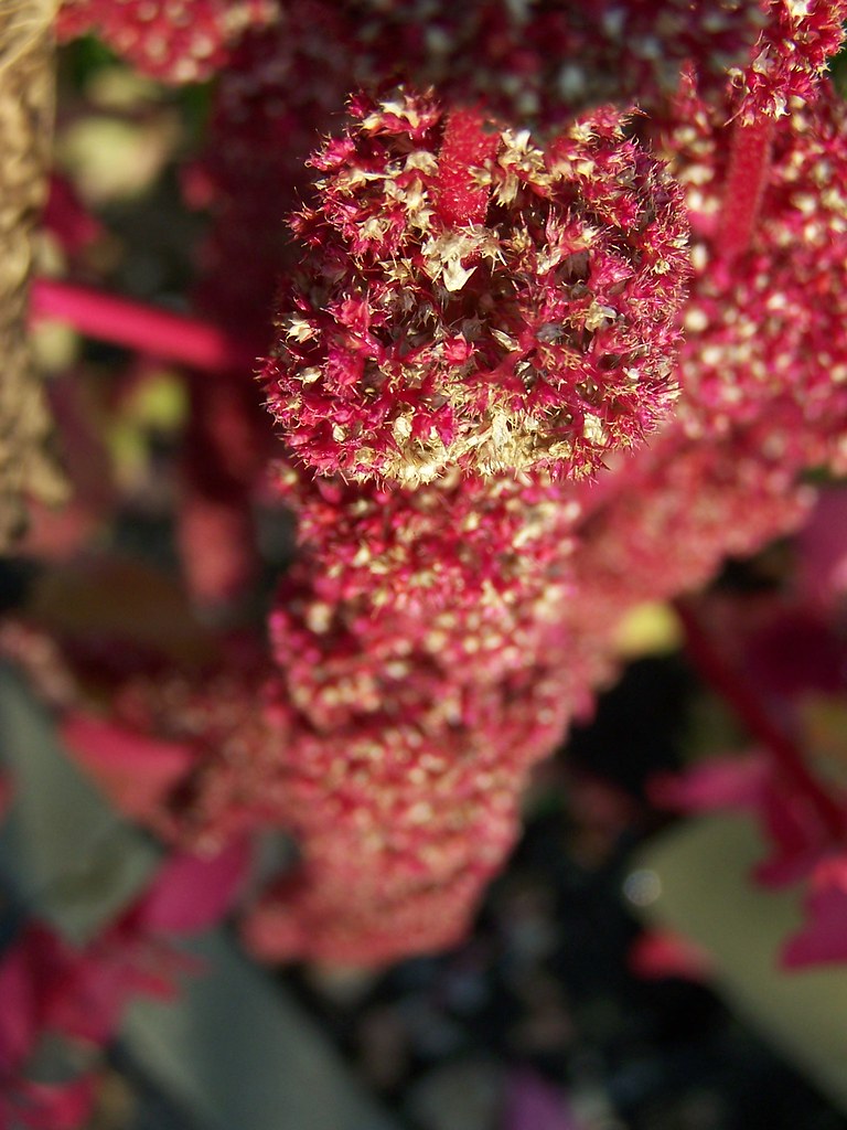 Amaranth: The Ancient Superfood That's Actually a Vegetable (image credits: flickr)