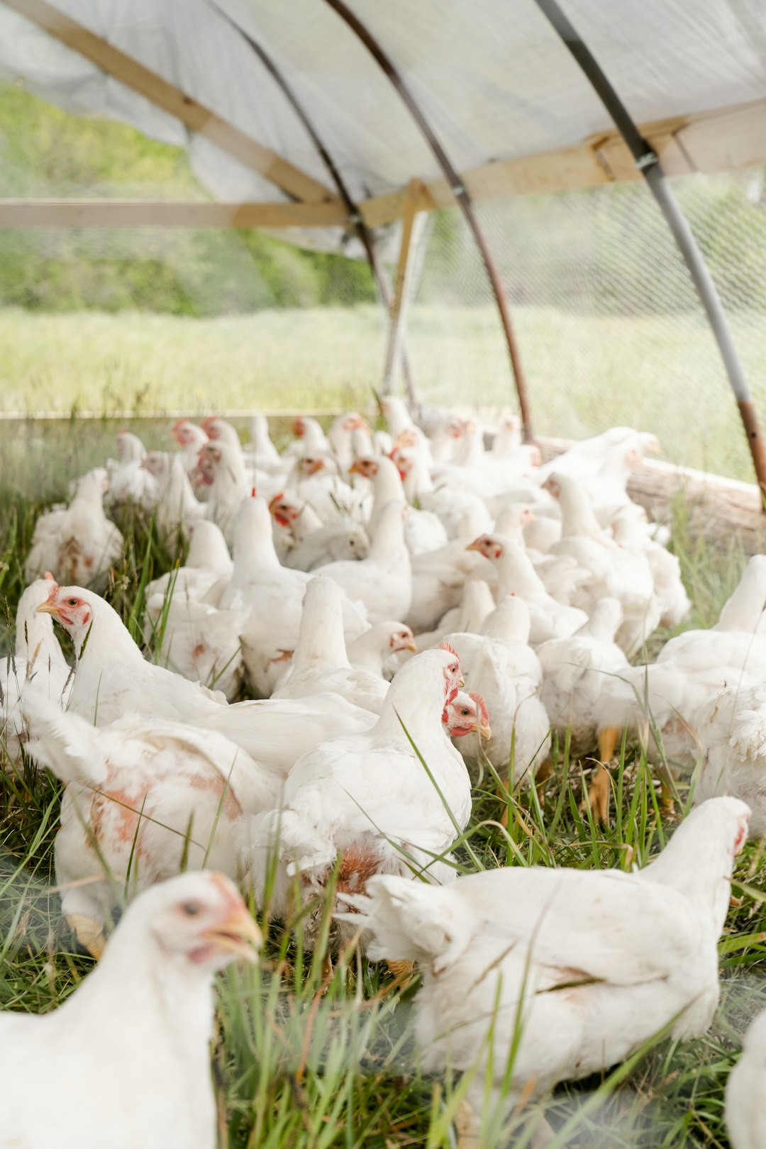 Chicken: Poultry Industry Faces Mounting Pressures (image credits: unsplash)