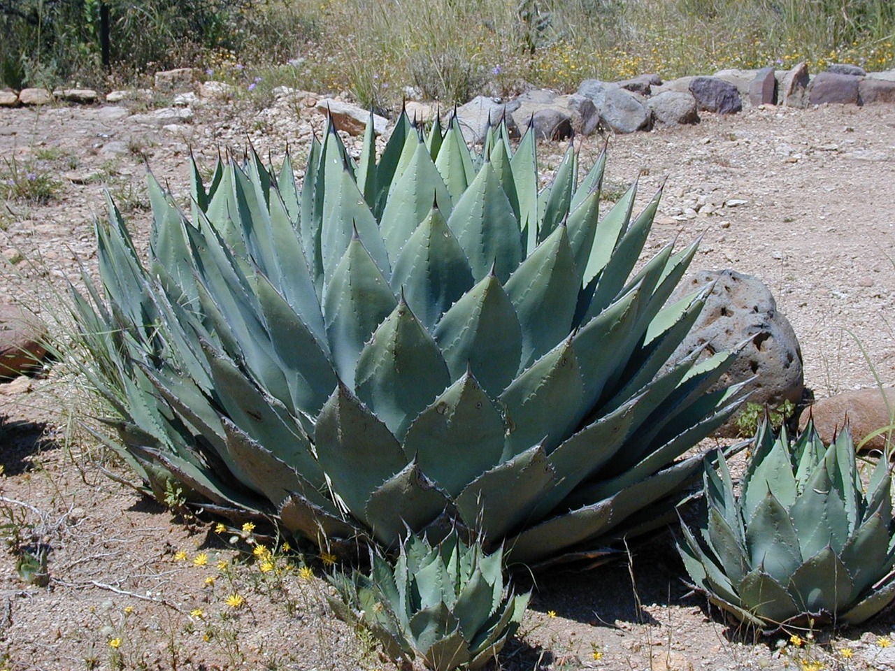 Agave Nectar: Not as Healthy as It Seems (image credits: pixabay)