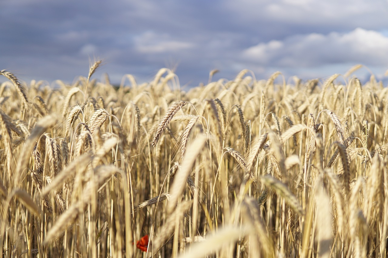 Conclusion: Embracing Ancient Grains (image credits: pixabay)