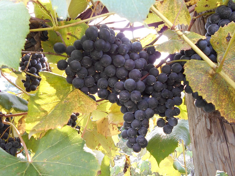 Grapes Are Nature's Candy for a Reason (image credits: flickr)