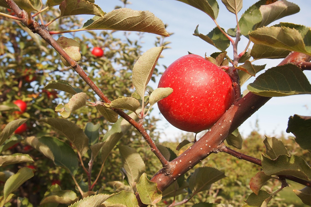 Heirloom Apples: A Taste of Tradition (image credits: pixabay)