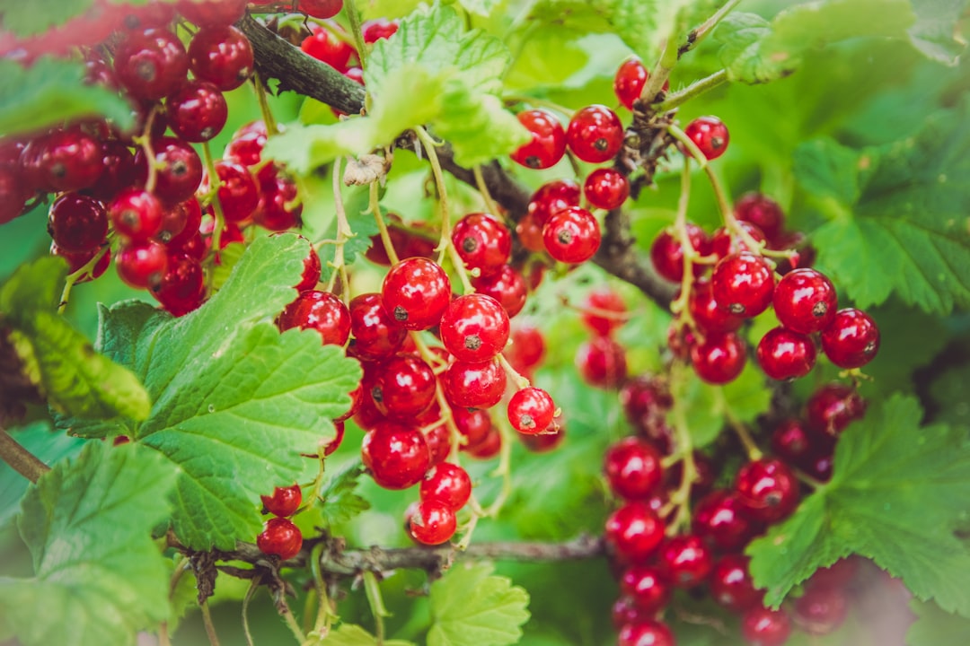 Currants: Tiny Fruits, Big Impact (image credits: unsplash)