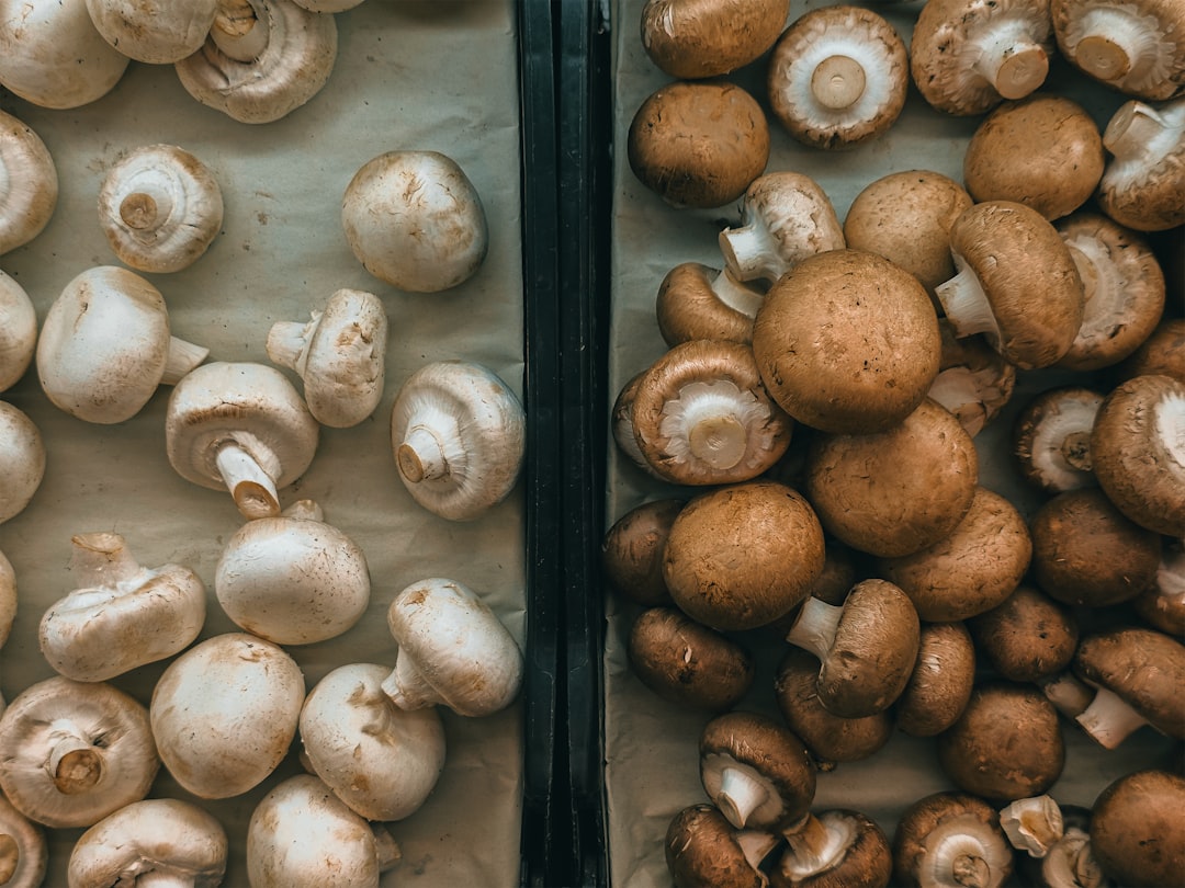 Variety is the Spice of Life: Types of Mushrooms (image credits: unsplash)