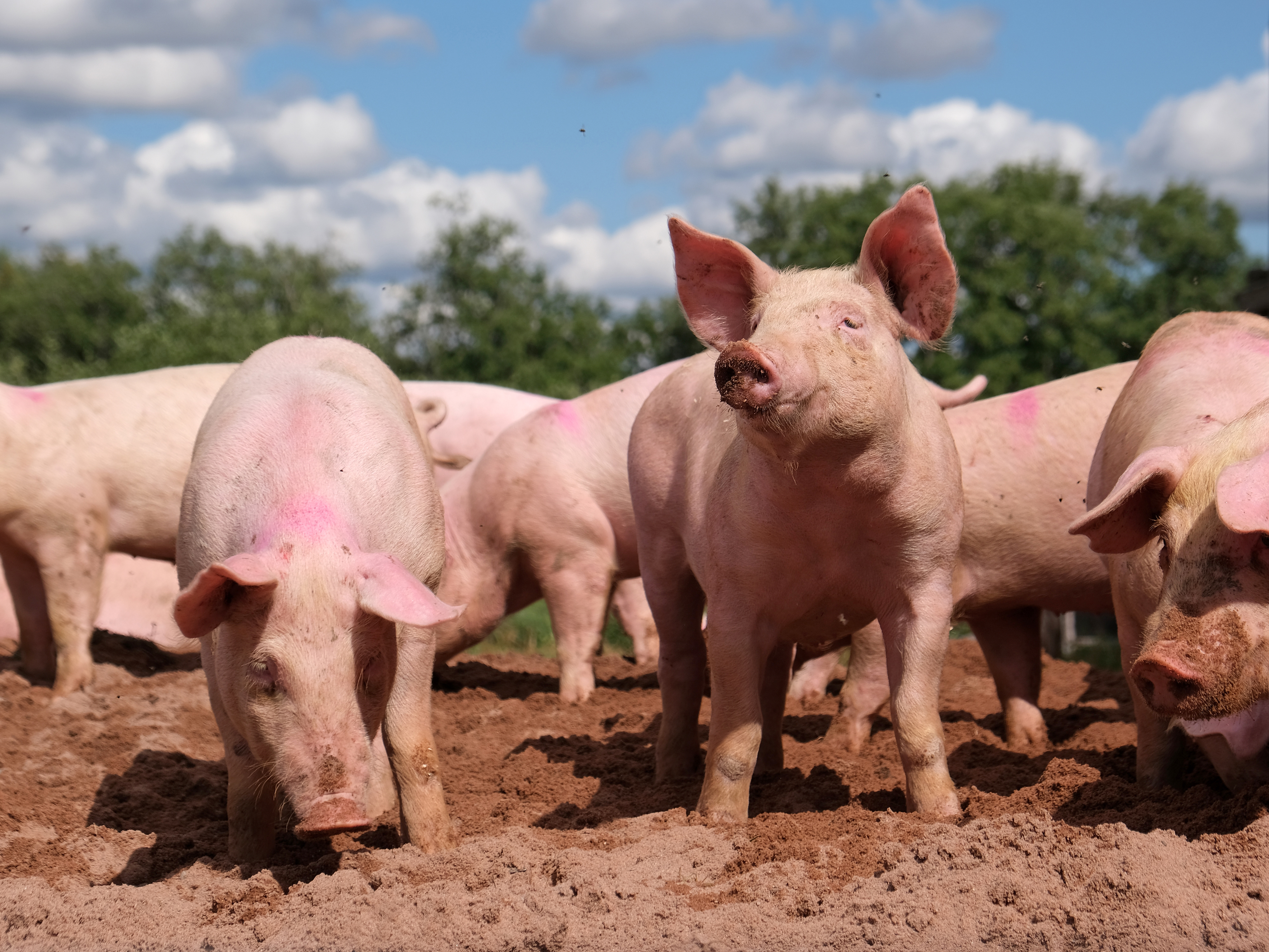 Pork Producers in the Heartland Adapt and Thrive (image credits: wikimedia)