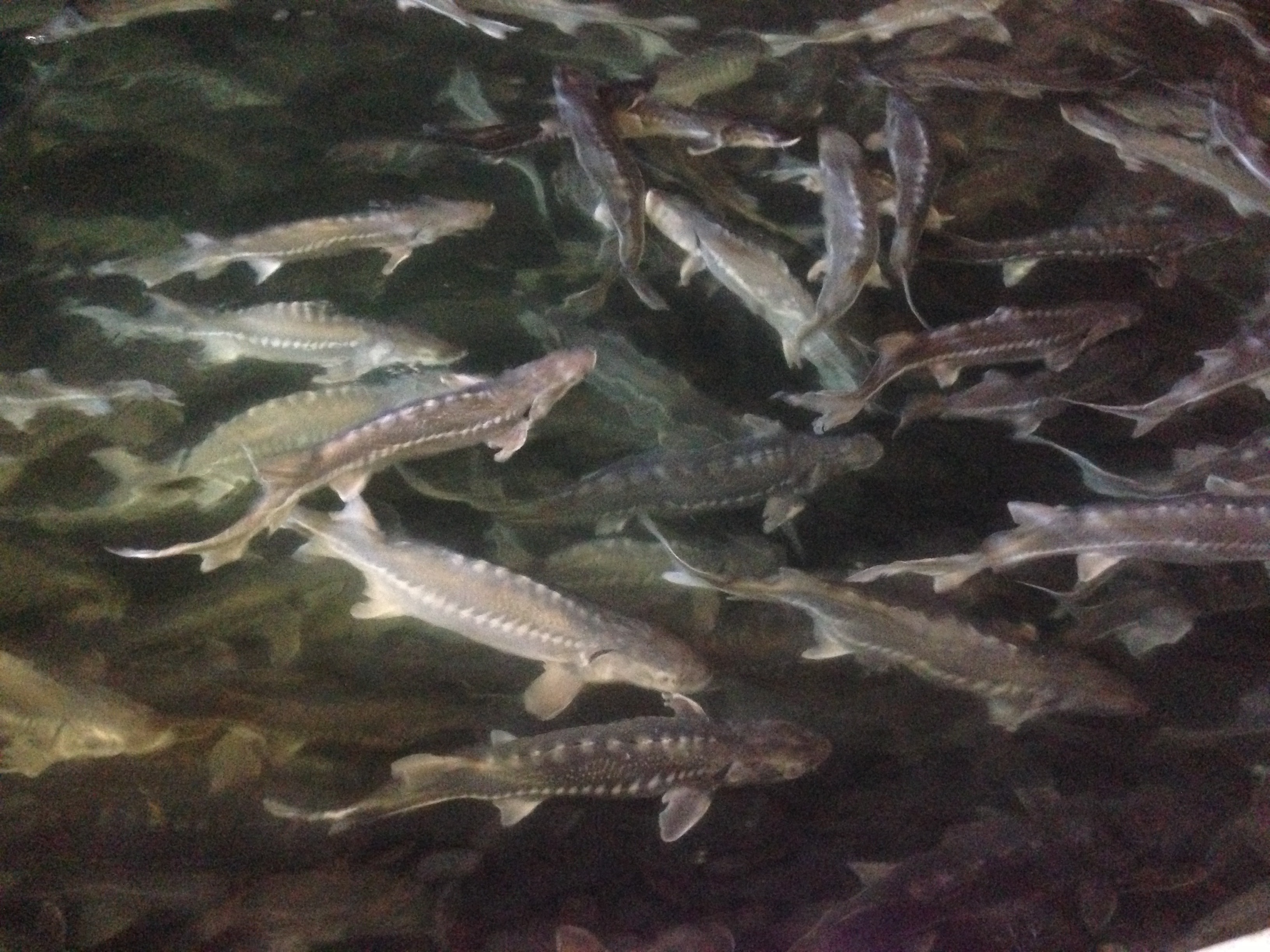 Meticulous Farming: The Secret to Quality (image credits: wikimedia)