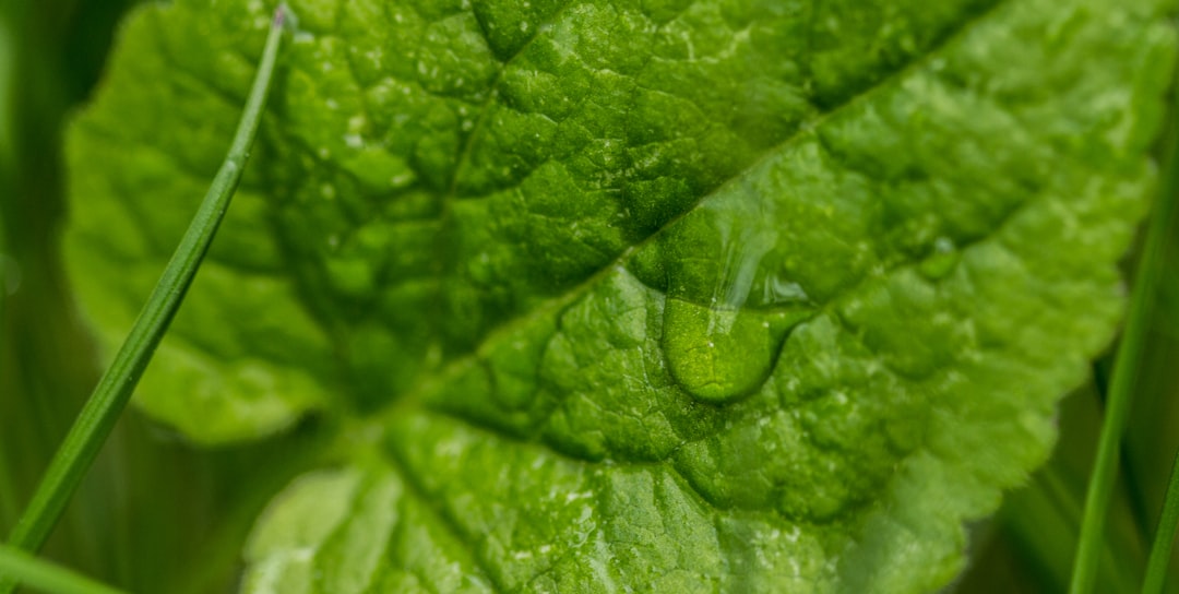 Lettuce: The Leafy Hydration Champion at 96% Water (image credits: unsplash)