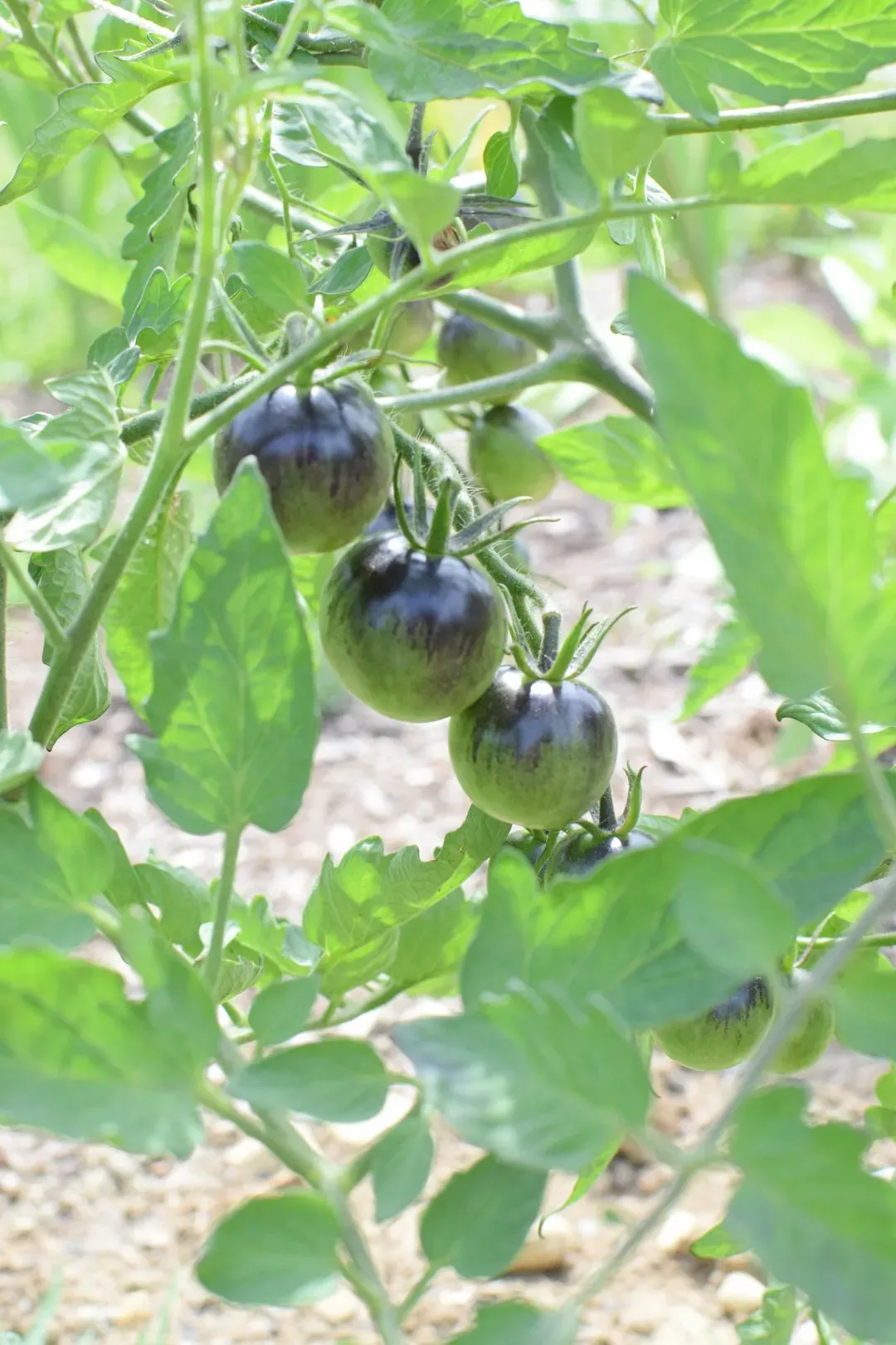 Taurus and Virgo: Cherokee Purple Tomato (Image Credits: Unsplash)