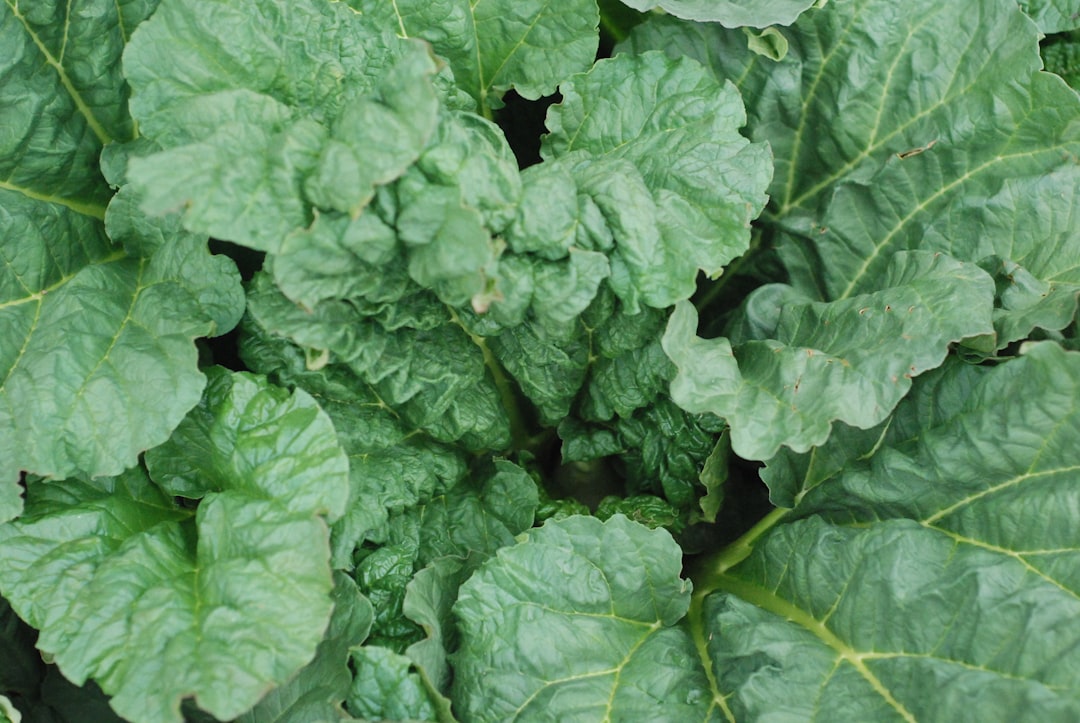 Rhubarb Leaves - The Backyard's Bitter Secret (image credits: unsplash)