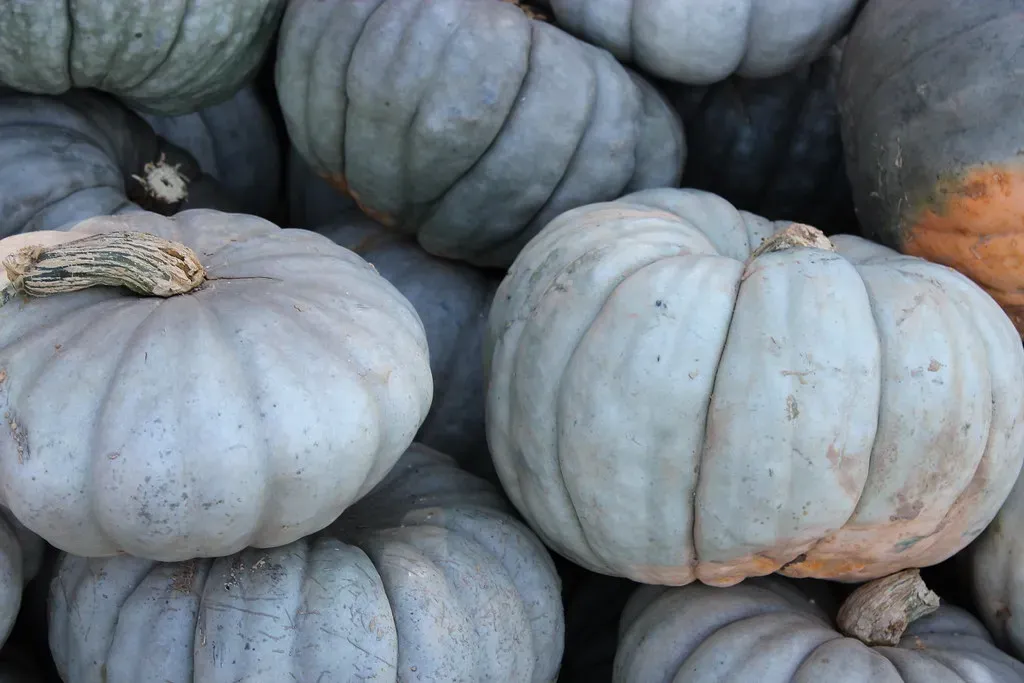 Capricorn: Jarrahdale Blue Pumpkin (Image Credits: Flickr)