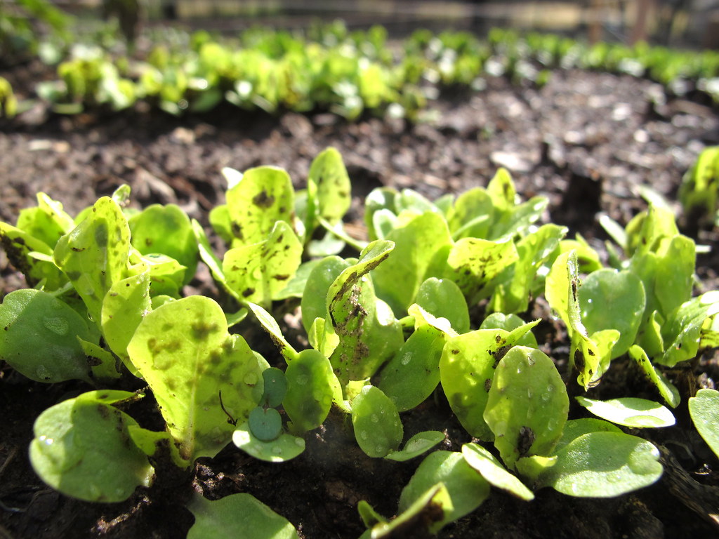Fresh Lettuce Loses Half Its Vitamins Within a Week (image credits: flickr)