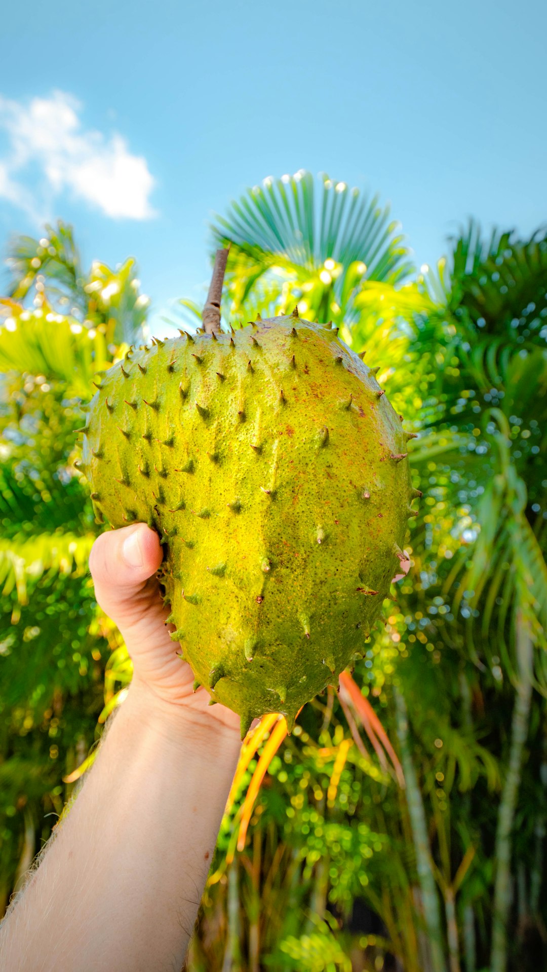 Soursop (Graviola): Nature’s Tangy Healer (image credits: unsplash)