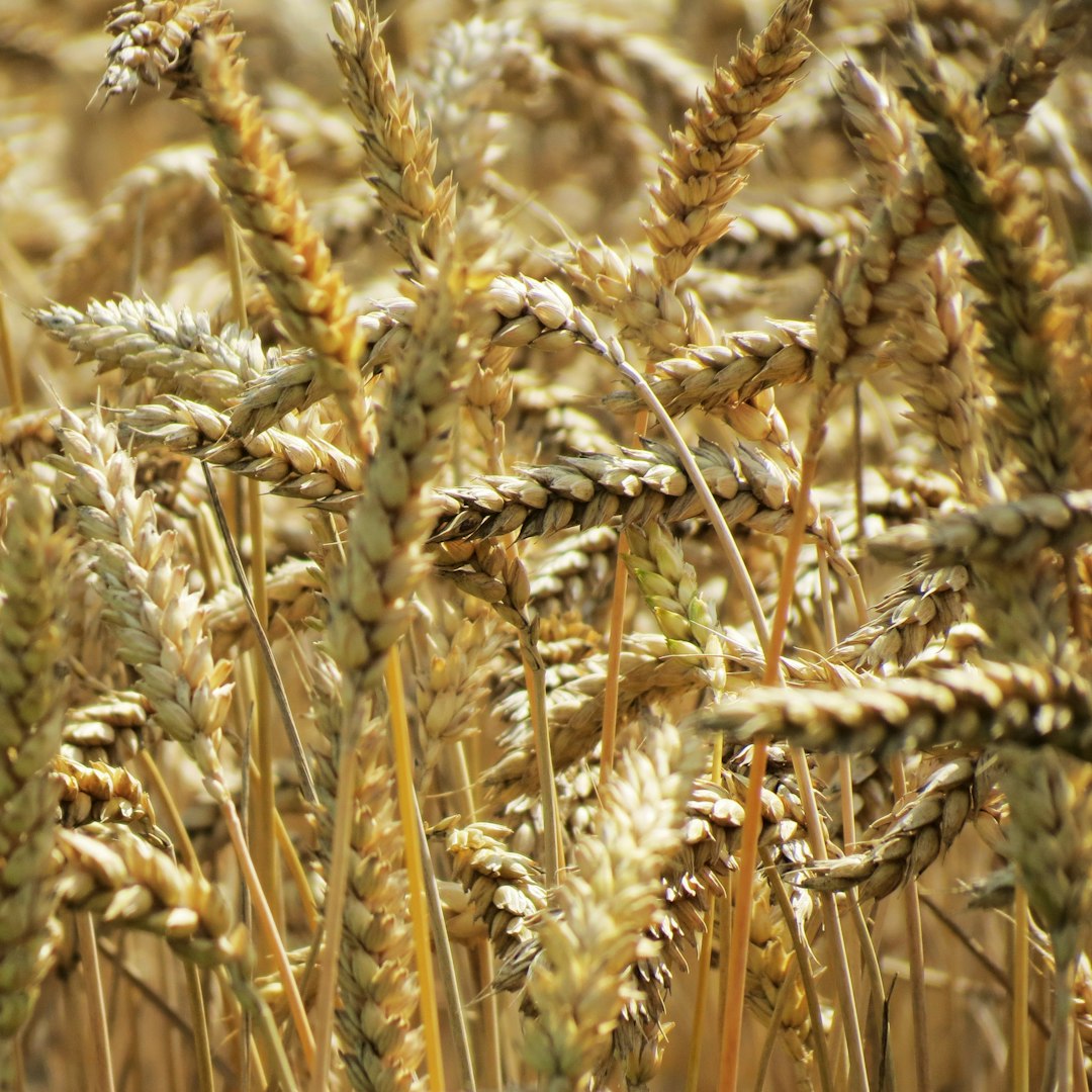 Barley (image credits: unsplash)