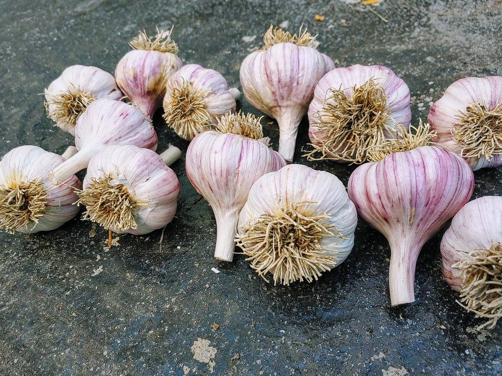 Garlic Becomes Rubbery and Sprouts Green (image credits: flickr)