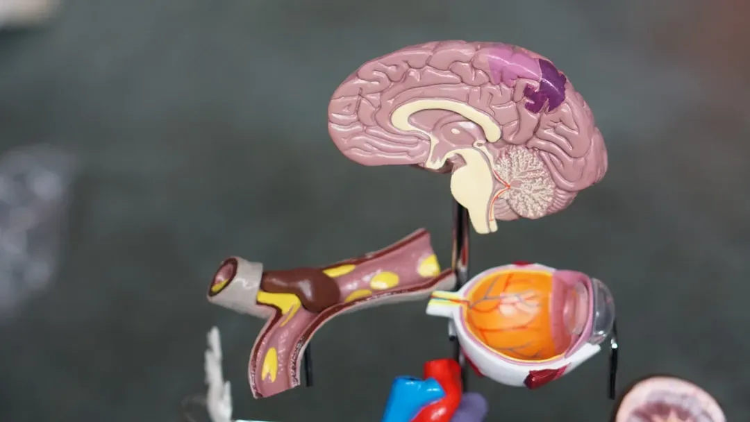 The Gut-Brain Connection and Mental Wellbeing (Image Credits: Unsplash)