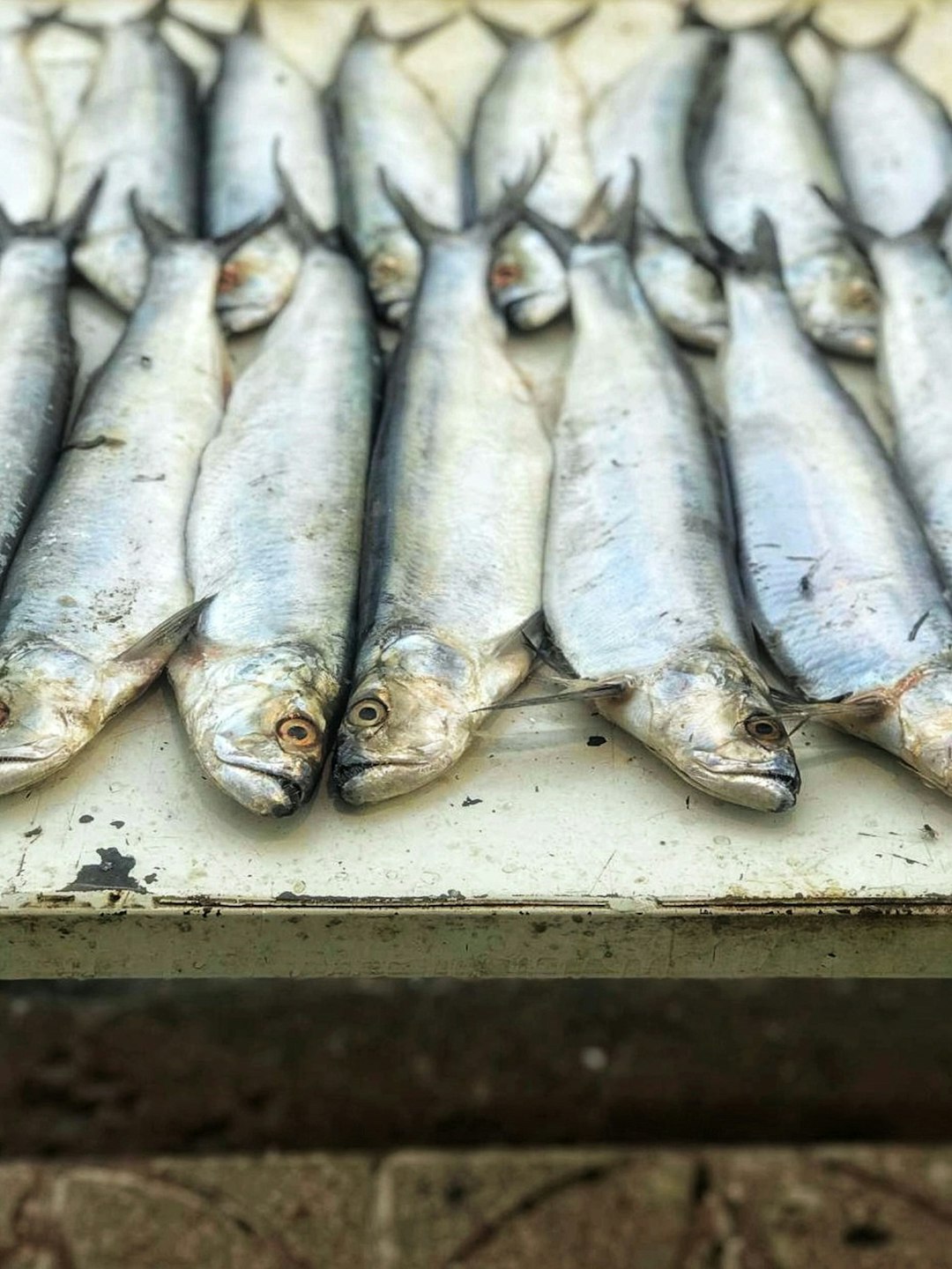 Sardines: A Protein Powerhouse from the Sea (image credits: unsplash)