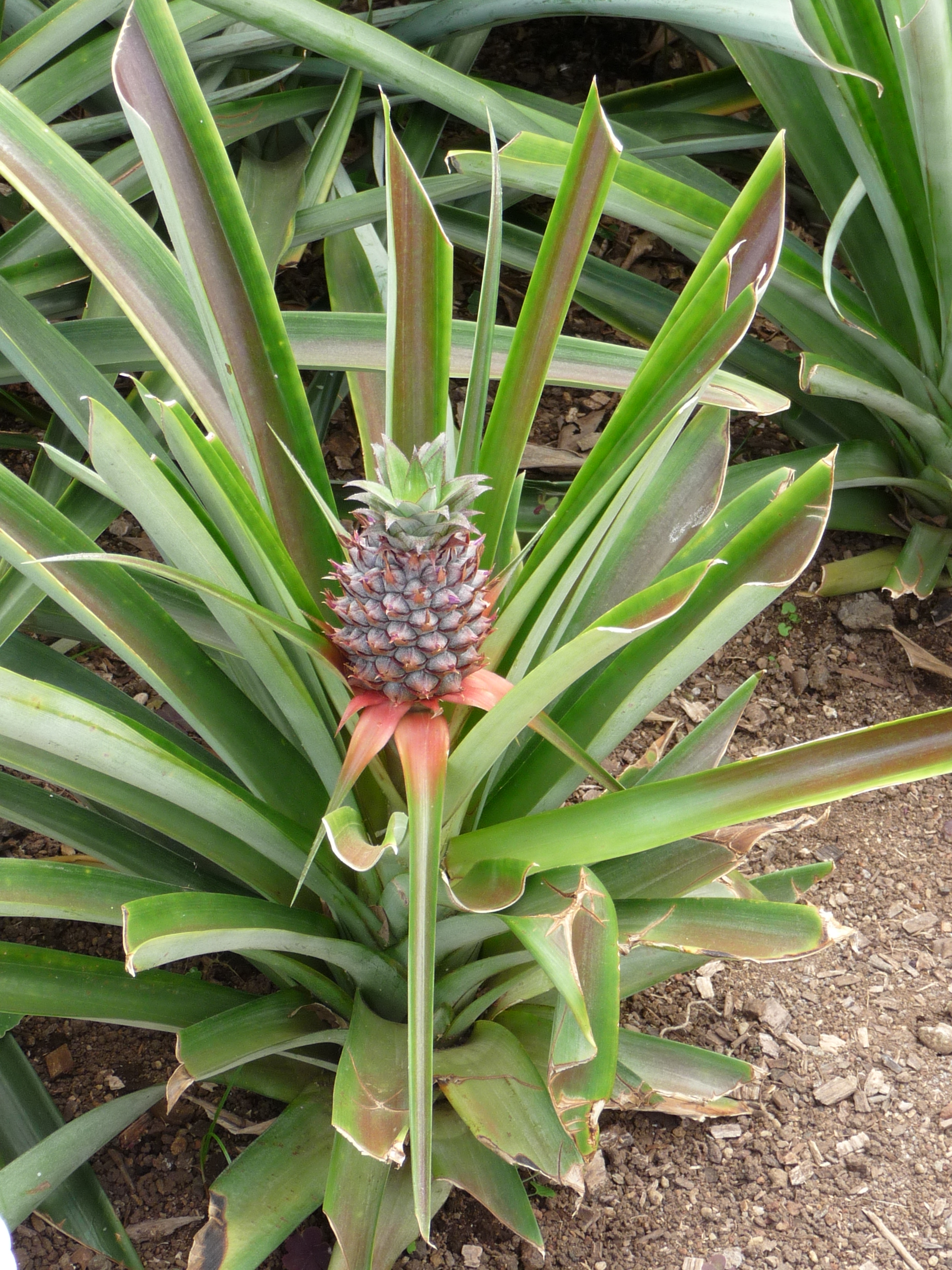 Pineapples (image credits: wikimedia)