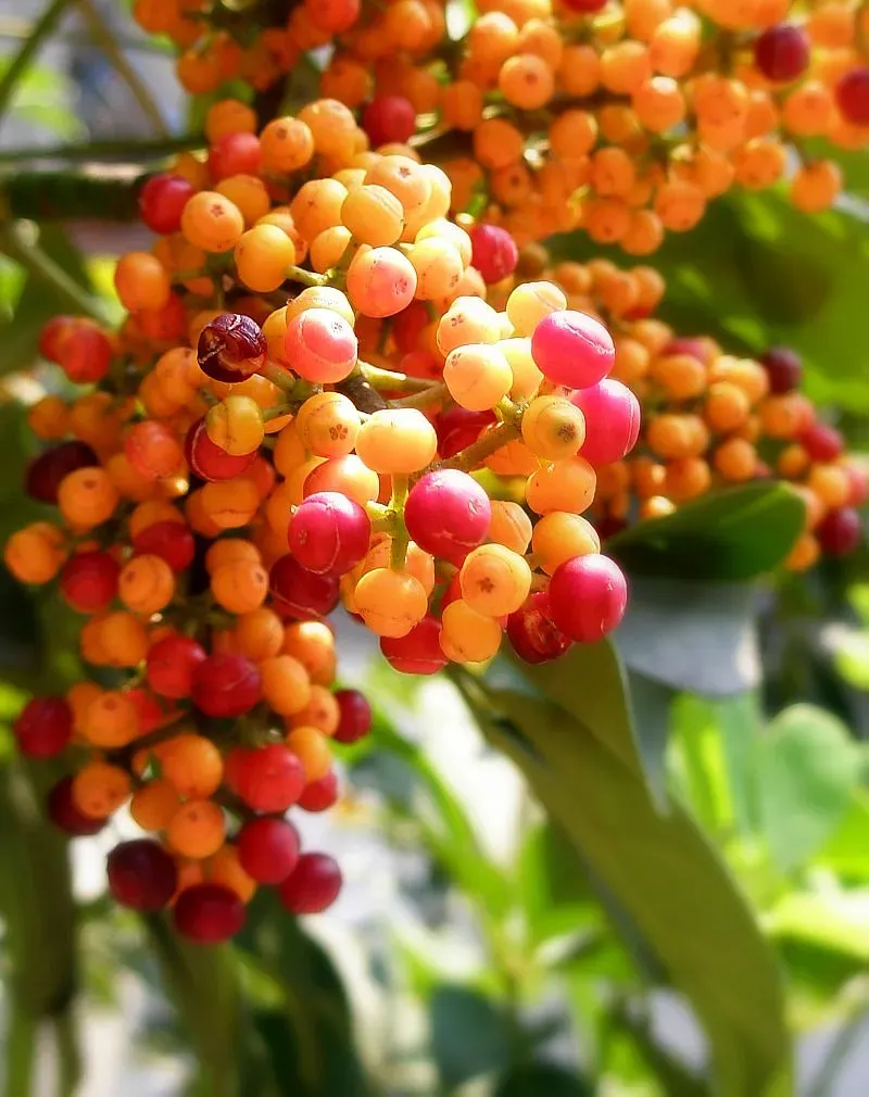 Colorful Berries (Image Credits: Flickr)