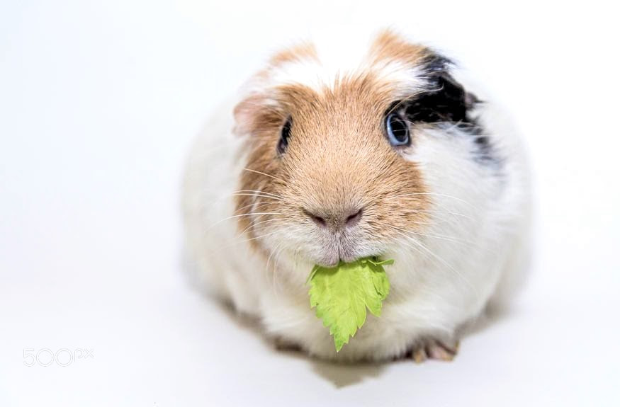 Vegan and Vegetarian Diets (image credits: wikimedia)