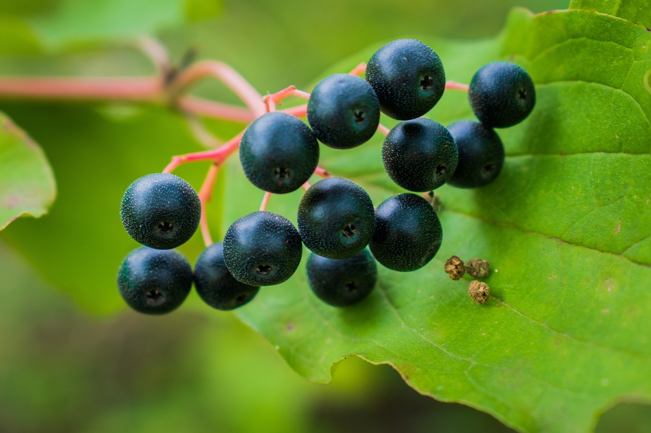 Blackcurrants: The Forgotten Berry (image credits: pixabay)