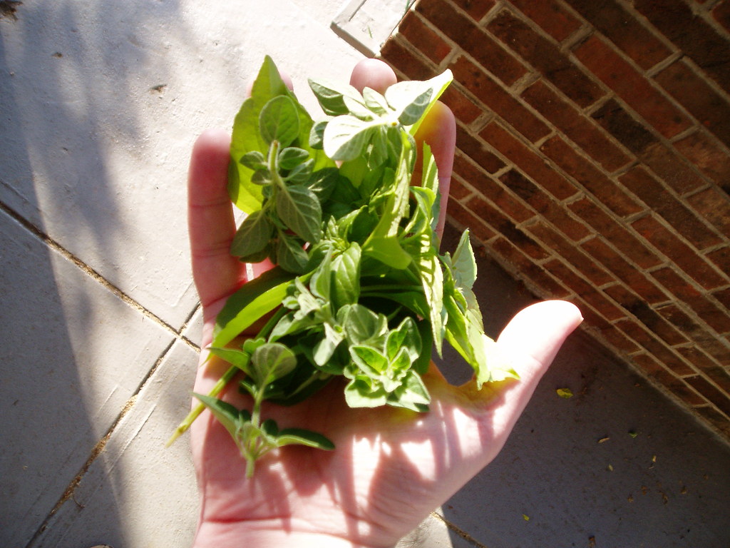 Fresh Herbs: The Wilting Wonder (image credits: flickr)
