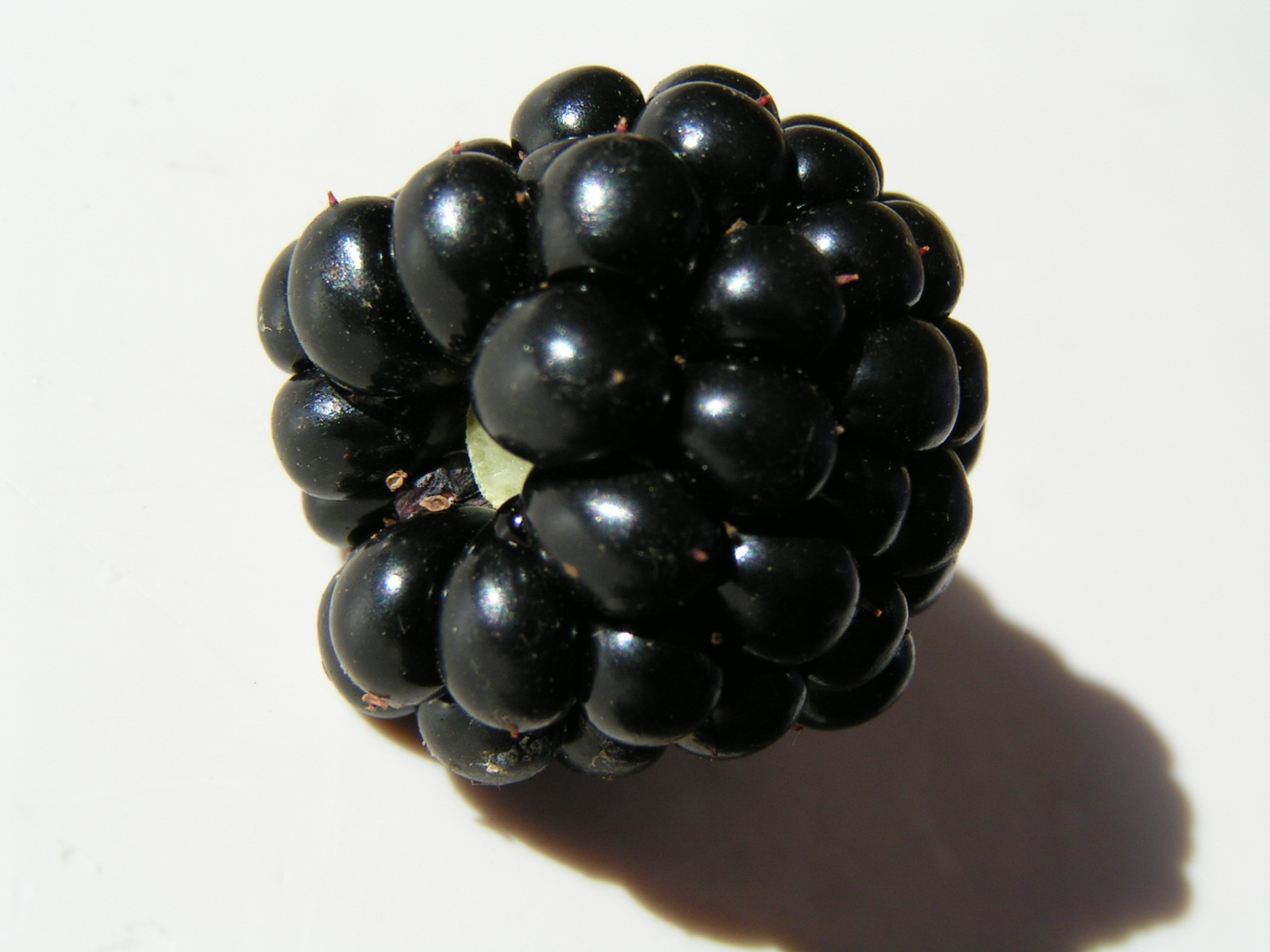 Blackberries - The Bold and Beautiful Dark Horse (image credits: wikimedia)