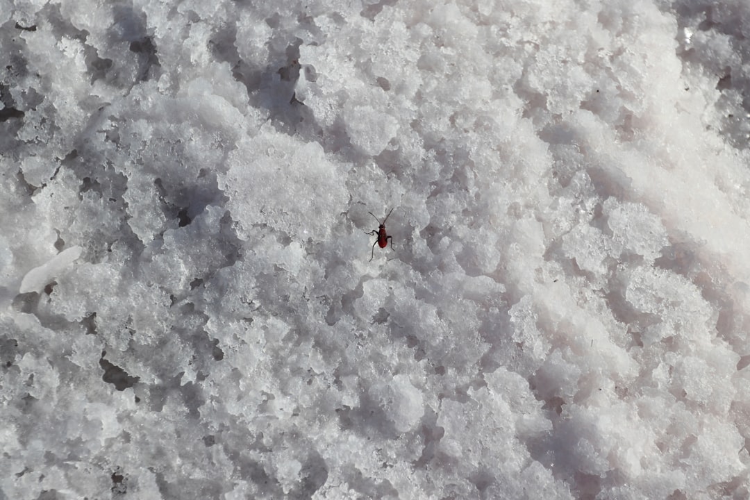 Salt Is Essential for Survival (image credits: unsplash)