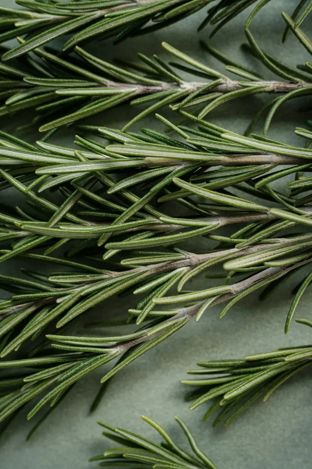 Rosemary: Worth the Wait (Image Credits: Unsplash)