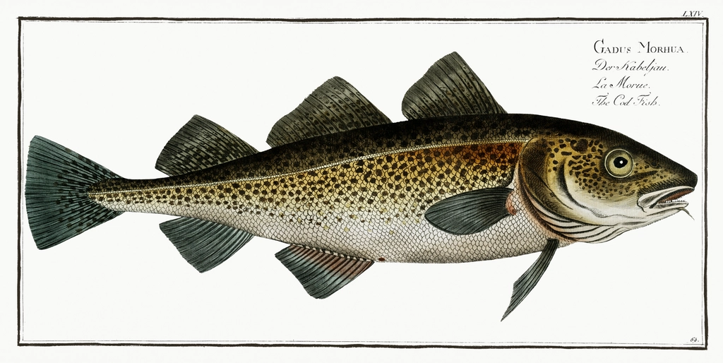 Cod: Mild, Lean, and Responsible—If You Choose Carefully (image credits: rawpixel)