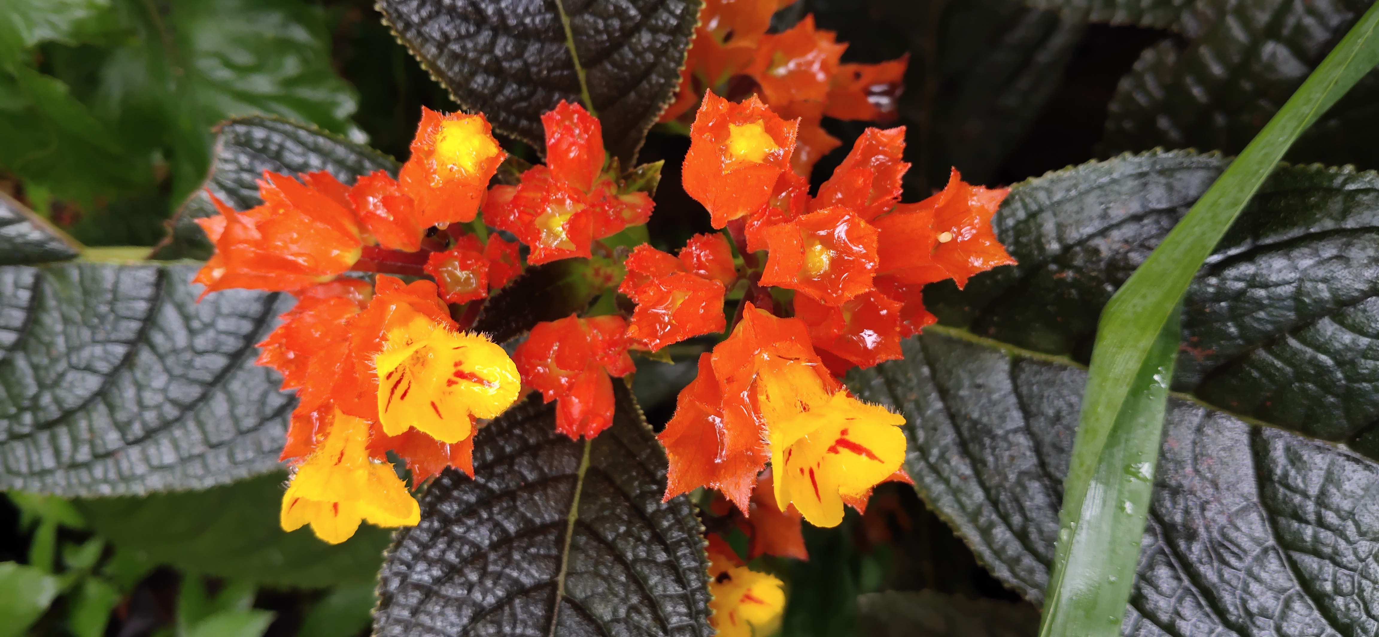 Exploring the Depths of Umami (image credits: wikimedia)