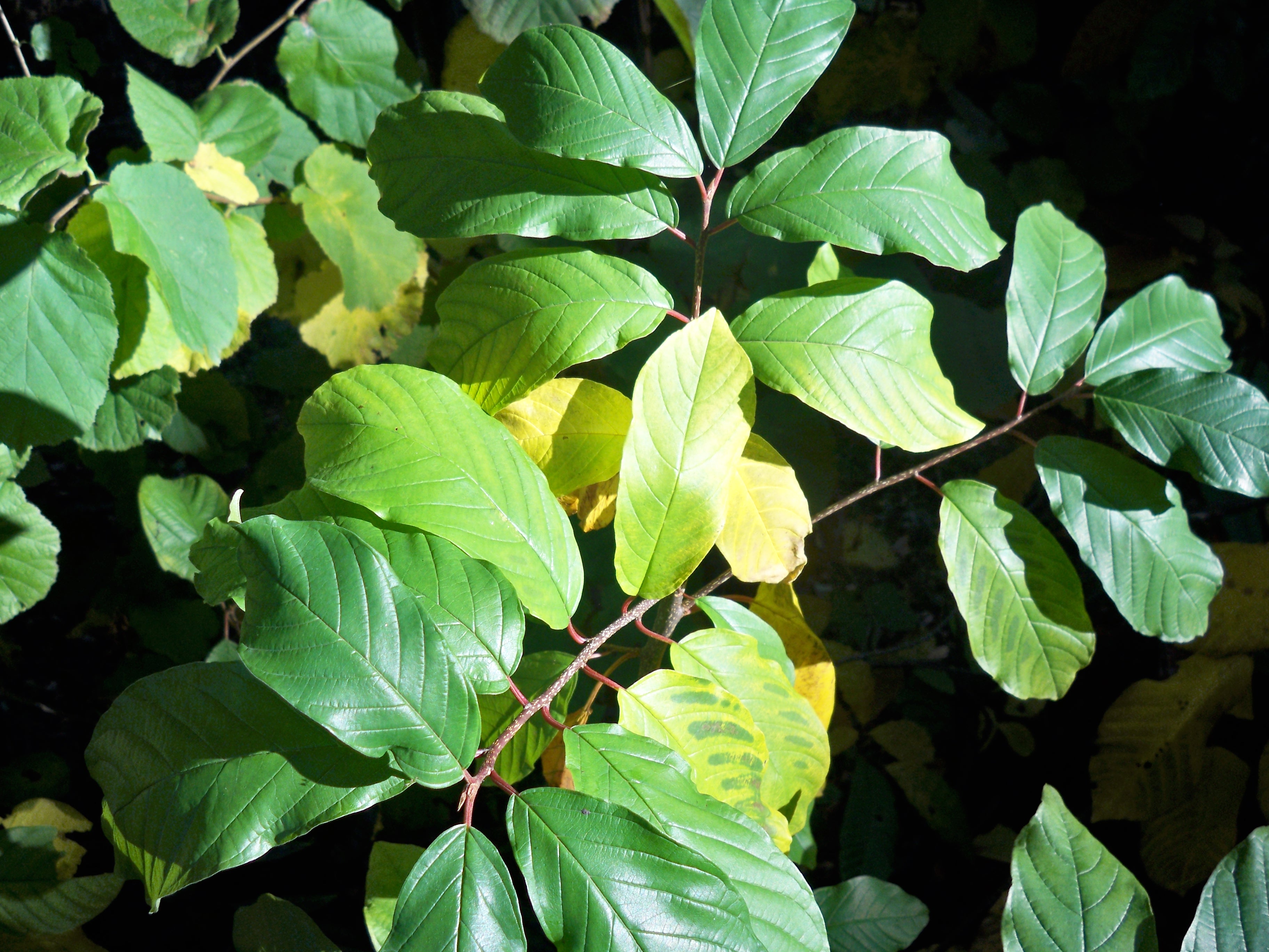 Half of America Is Missing This Vital Nutrient (image credits: wikimedia)