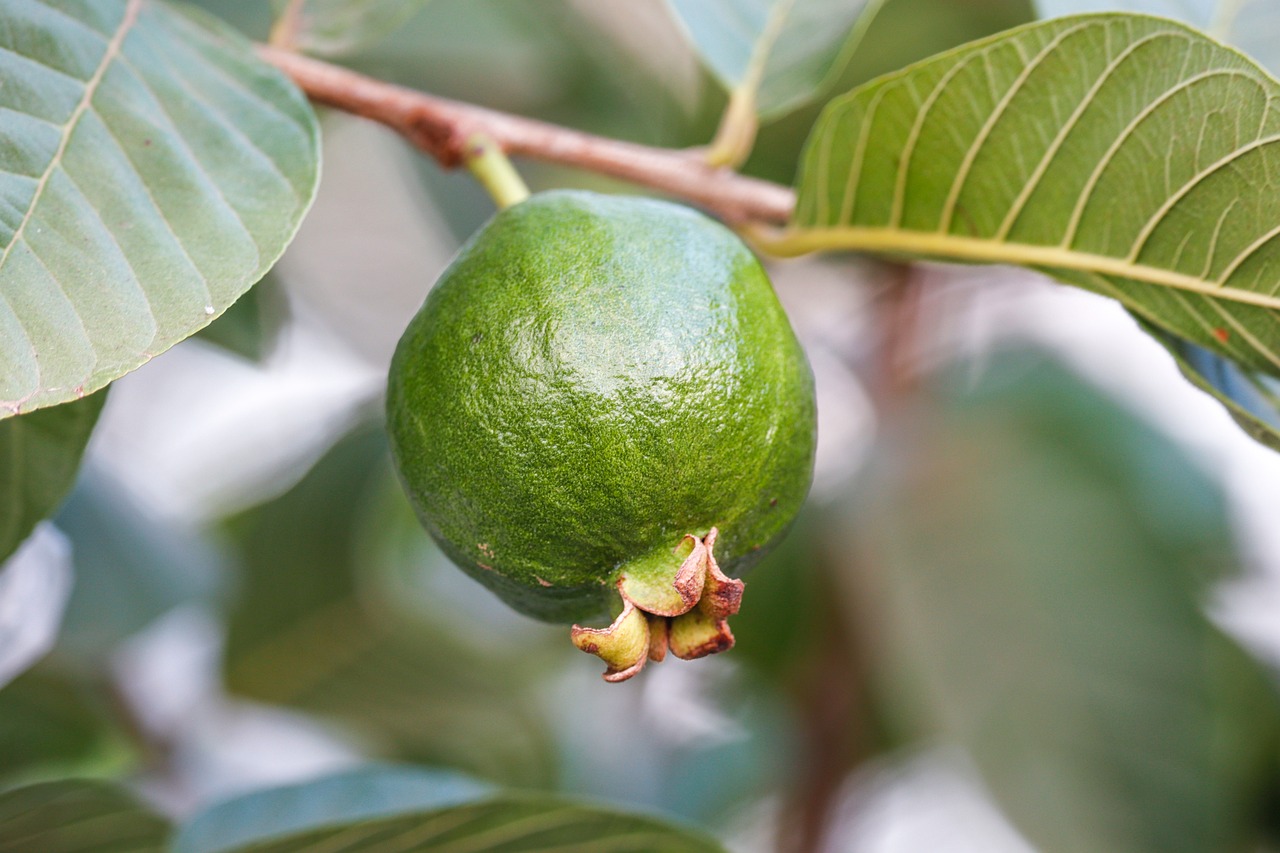 Guava: Vitamin C and Fiber Duo (image credits: pixabay)