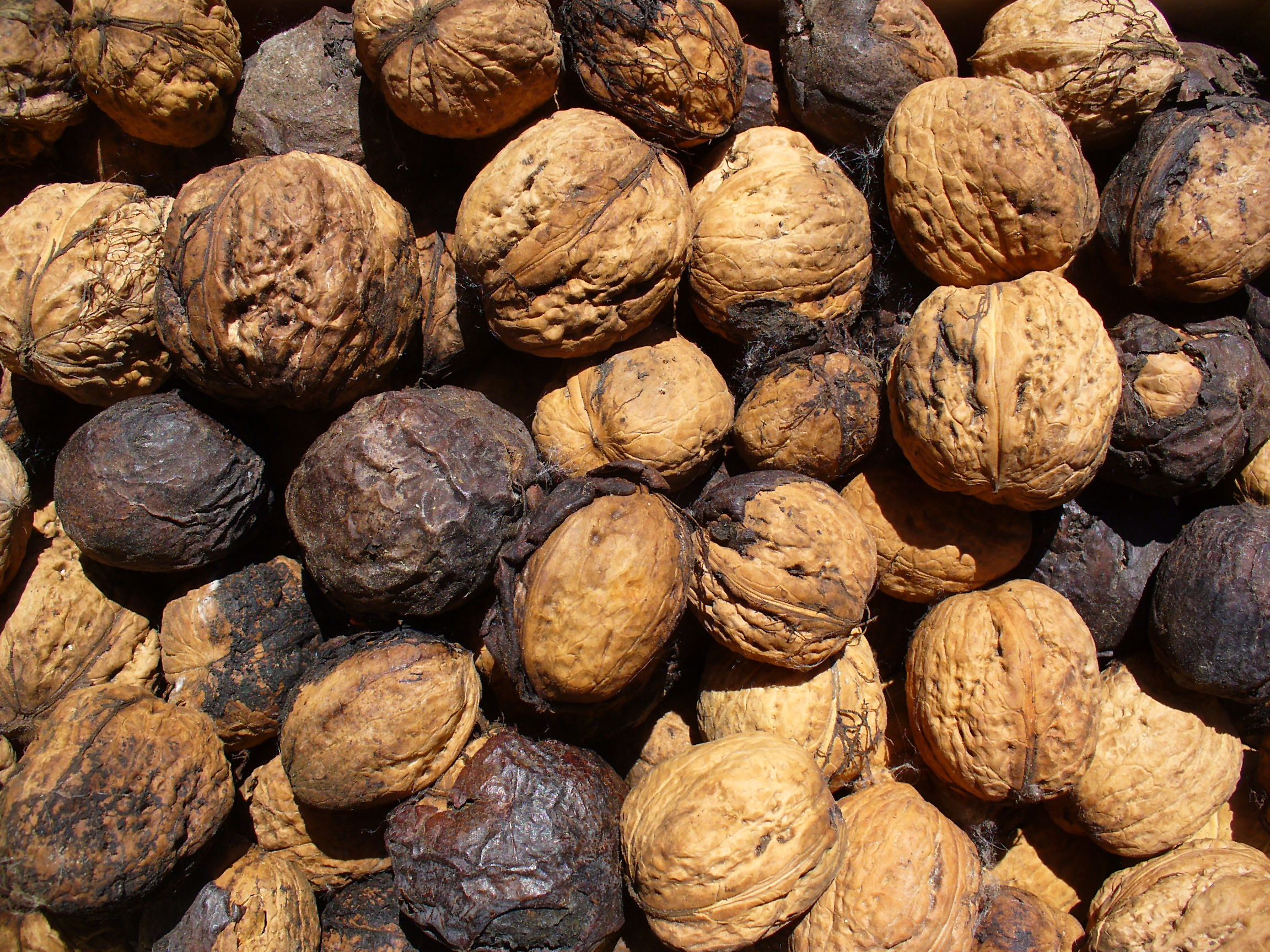 Nuts and Seeds: Crunchy Defenders Against Thinning (image credits: wikimedia)