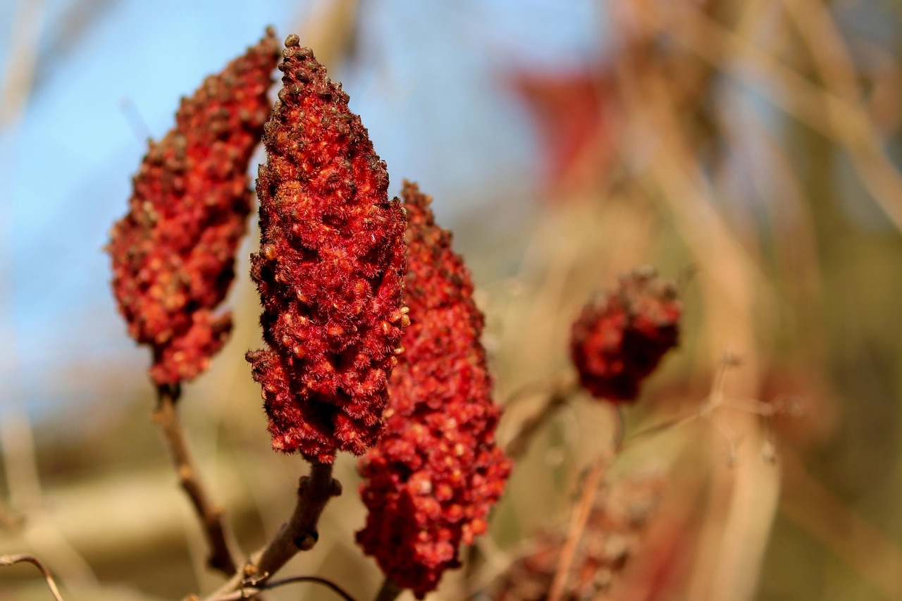 Sumac: The Middle Eastern Gem (image credits: pixabay)