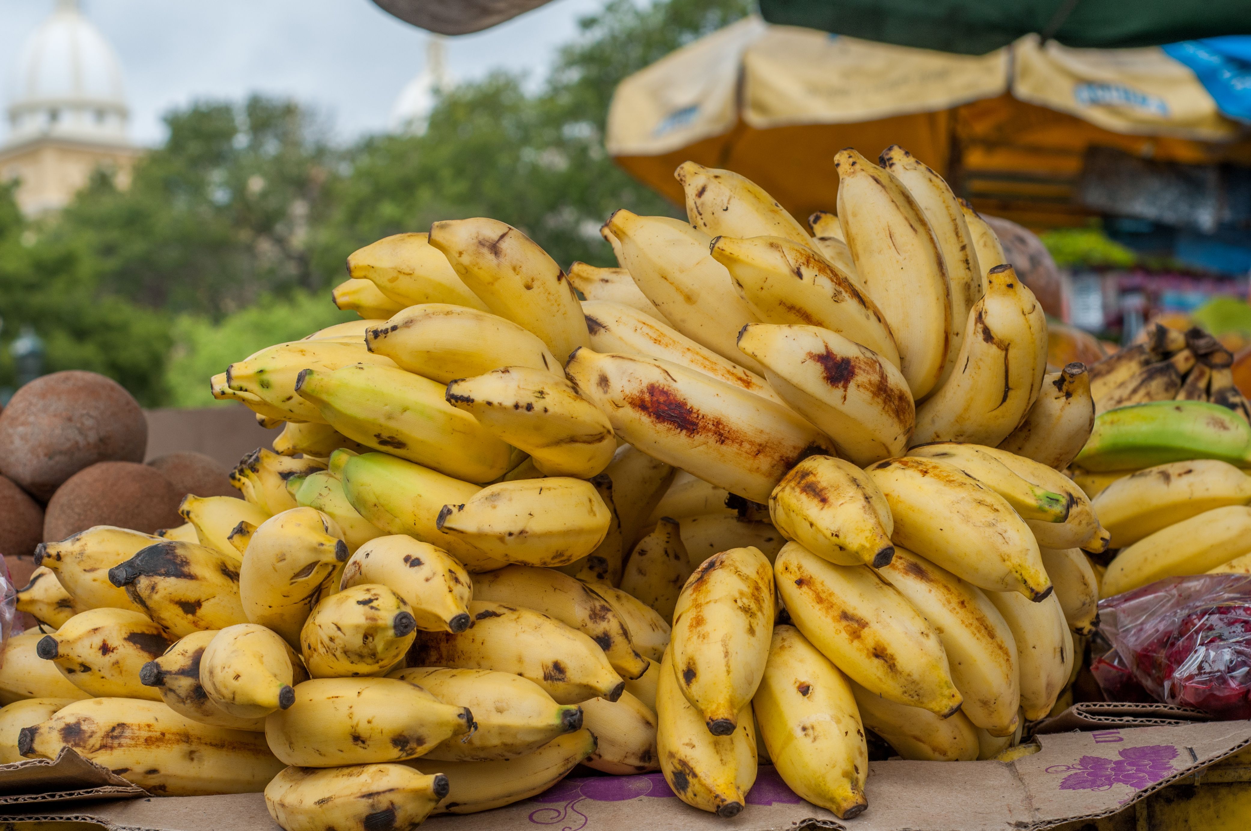 Bananas: Nature’s Energy Bar (image credits: wikimedia)