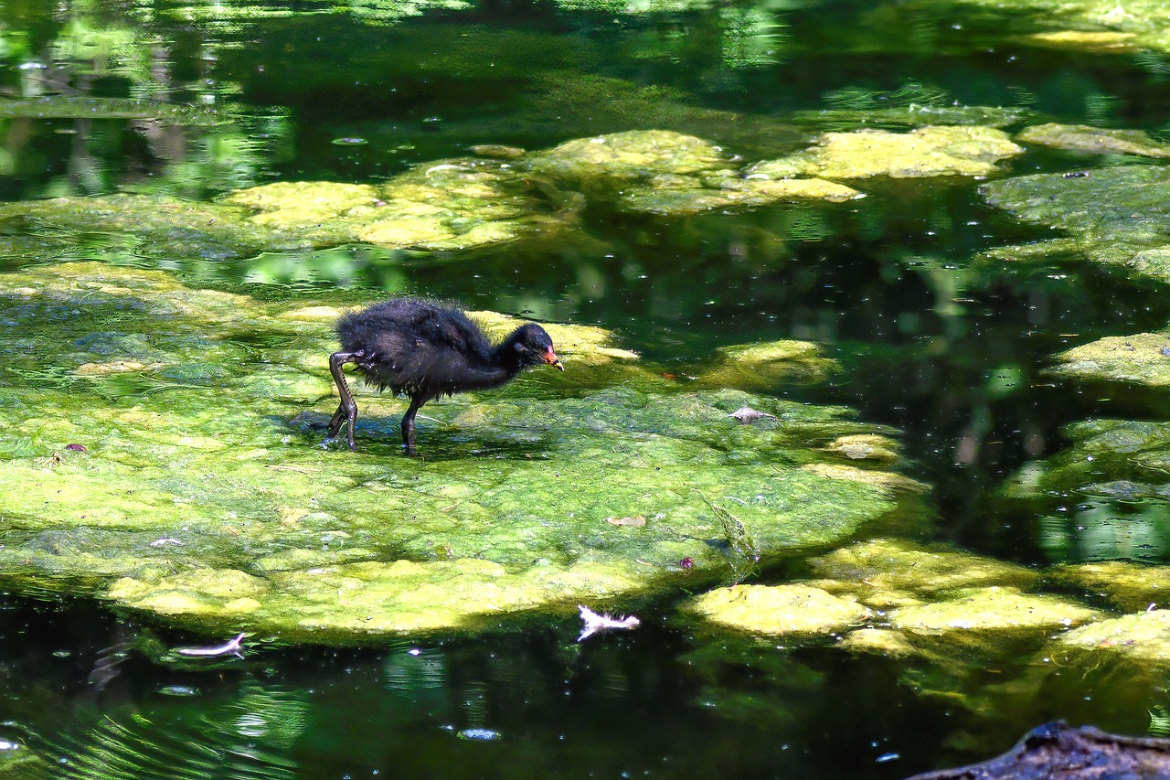 Spirulina: The Superfood Algae (image credits: pixabay)